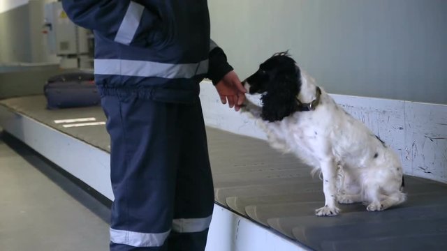 Police dog Spaniel gives paw. Border dog asks to play with his master. Border dog on a conveyor belt at the airport.