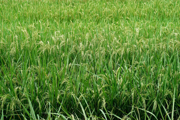 paddy rice in field