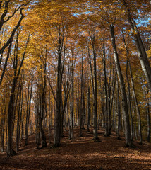 Autumn beech forest in the Carpathian Mountains