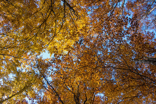 Photo low angle view of autumn bright sunny sky through sun-illu