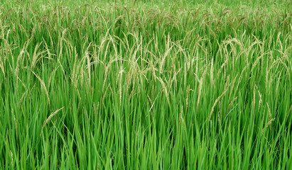paddy rice in field