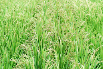 paddy rice in field