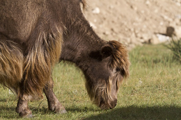 Closeup on the head of a Yak in Mongolia