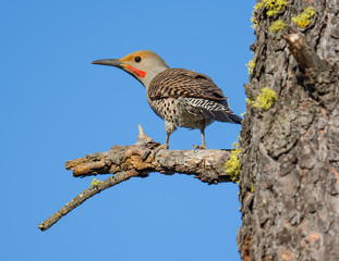Northern Flicker, Cle Elum WA