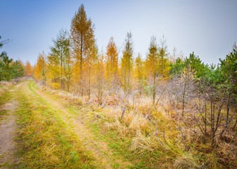 Early winter forest