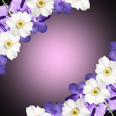 Beautiful floral background with orchid Vanda and daffodils  