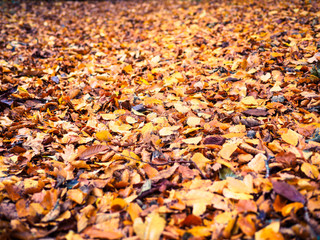 Autumn leaves,Northern Ireland