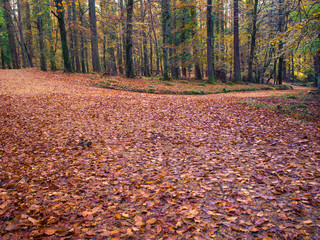 forest in newcastle Northern Ireland,UK