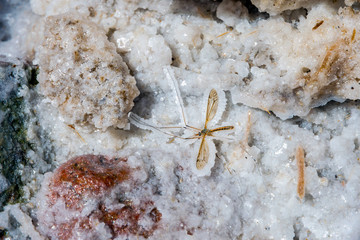 Mosquito fossil in salt crystal