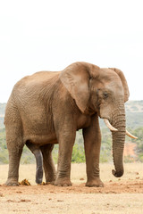 Fototapeta na wymiar Bush Elephant just standing