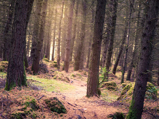 Pine tree forest in Northern Ireland