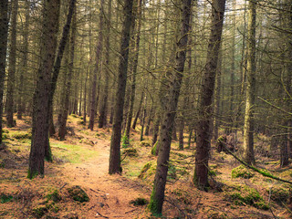 Pine tree forest in Northern Ireland