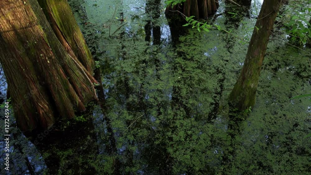 Poster louisiana swamp at cypress island preserve filled with cypress trees