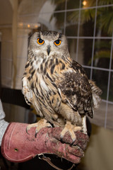 beautiful royal owl with a magnetic look