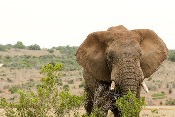 Fototapeta na wymiar Bush Elephant eating behind the bushes