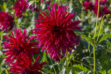 Obraz premium Farbenprächtige Dahlien