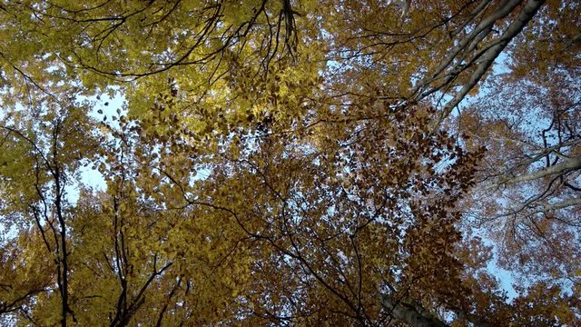 Upward View of Fall Trees. Forest in Autumn
