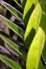 Leaves / Large ficus leaves on the bush