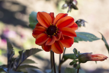 Farbenpr&auml;chtige Dahlien