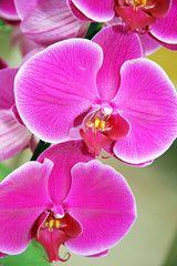 Fototapeta na wymiar Orchids / Branch of a beautiful pink orchid