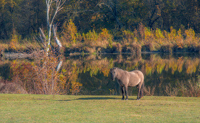 Obraz na płótnie Canvas Konik Pferd mit See im Hintergrund, Herbst