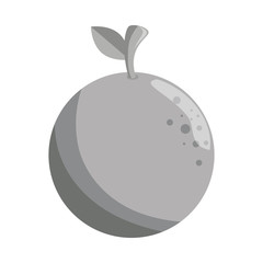 fresh fruit isolated icon vector illustration design