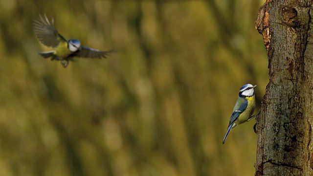 Blue Tit, parus caeruleus, Adults in Flight, Landing and Taking off from Tree Trunk, Normandy, Slow motion