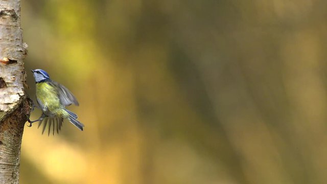 Blue Tit, parus caeruleus, Adult in Flight, Normandy, Slow motion