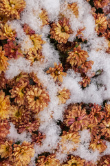 Yellow chrysanthemums covered with the first snow