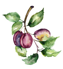Stylized illustration of plum - 127248108