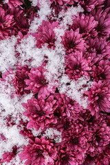 Beautiful red chrysanthemum covered with snow.