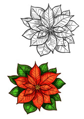 Christmas poinsettia star flower isolated sketch