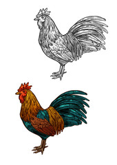 Rooster cock vector sketch icon for Christmas