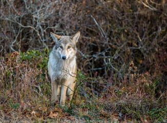 Coyote in the wild
