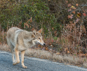 Coyote on the road