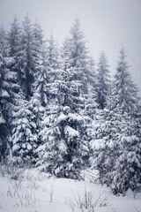  snowy winter landscape