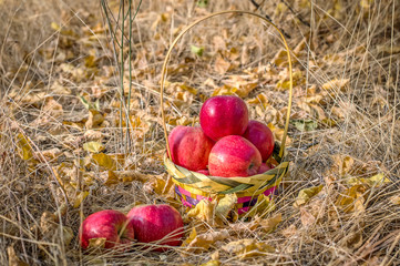 Basket of ripe red apples in autumn