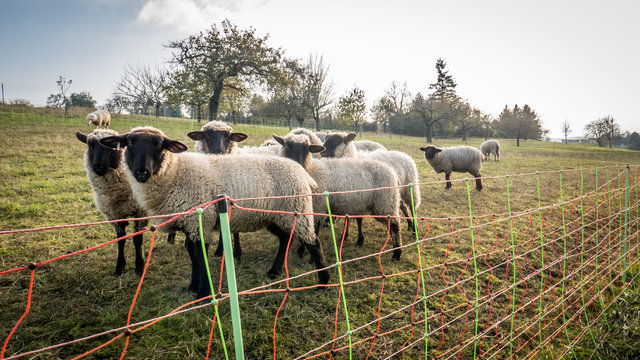 Schafe auf der Weide