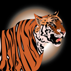 Tiger Big cat of india