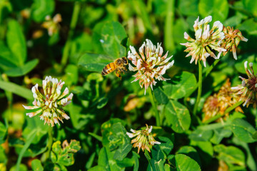 Close-up macro of a bee pollinating on a white clover flower