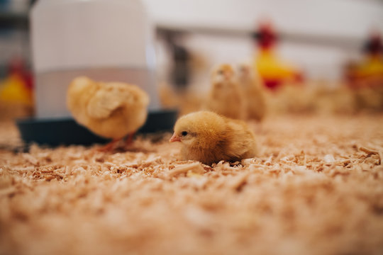 Little yellow chicks in chicken farm. Selective focus. Short depth of field. Low light.