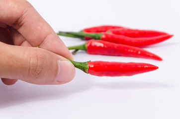 Picking fresh red chilli
