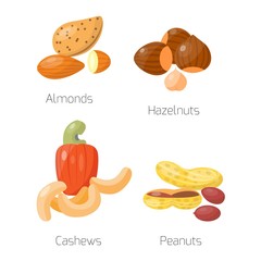Different nuts vector set.