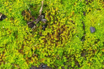 Close up of green moss