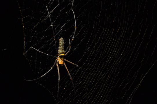 Big yellow spider on its web