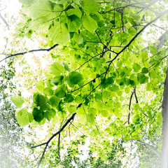 Tree Leafs romantic light from below