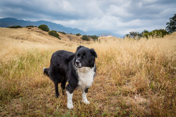 Fototapeta na wymiar A black and white dog pauses on a hike through the California hillside.