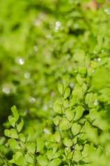 Obraz premium Used for background - Natural defocused and depth of field (DOF) effect of green leaf, the bokeh effect