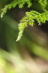 Used for background - Natural defocused and depth of field (DOF) effect of green leaf, the bokeh effect