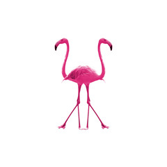 Bird flamingo isolated on white background ,Beautiful bird flamingo , flamingo in lovely moment